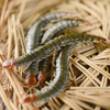  Eco-fresh Centipede