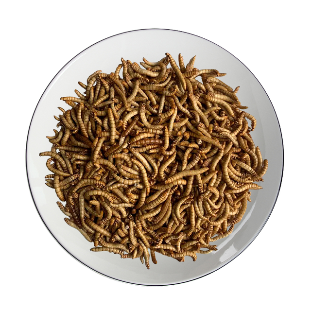 Freeze-dried Mealworm