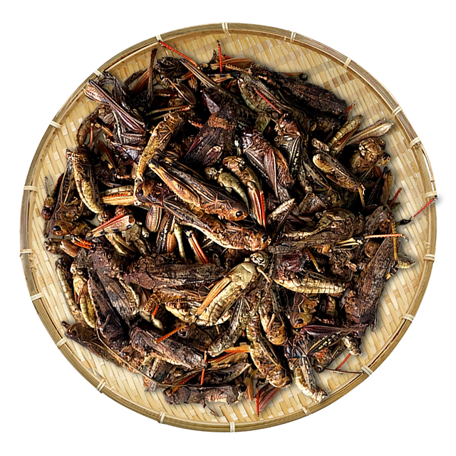 Dried Grasshopper