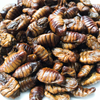 Eco-fresh Silkworm Pupae