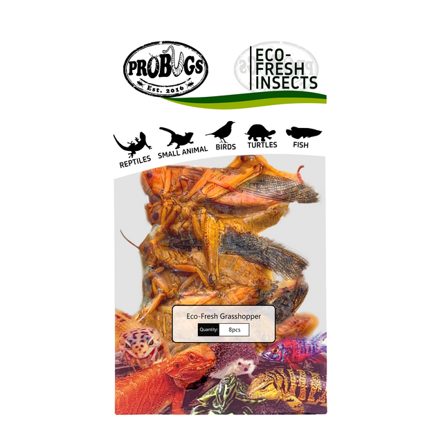 PROBUGS Preserved Grasshoppers