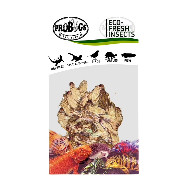 PROBUGS Eco-Fresh Crickets