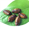 Eco-fresh Silkworm Pupae