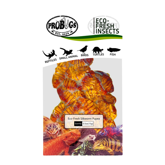 PROBUGS Preserved Silkworm Pupae