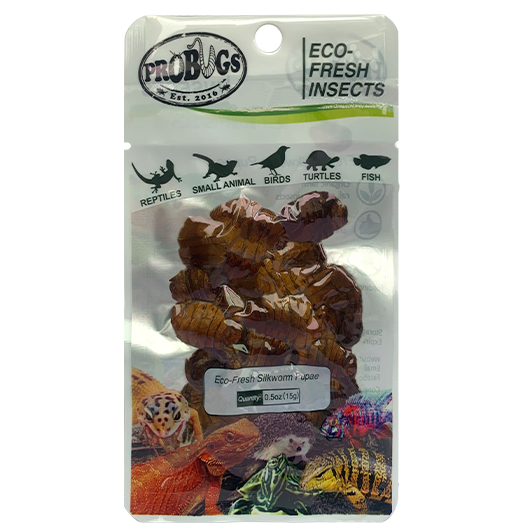 Eco-fresh Silkworm Pupae