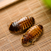  Eco-fresh Dubia Cockroach