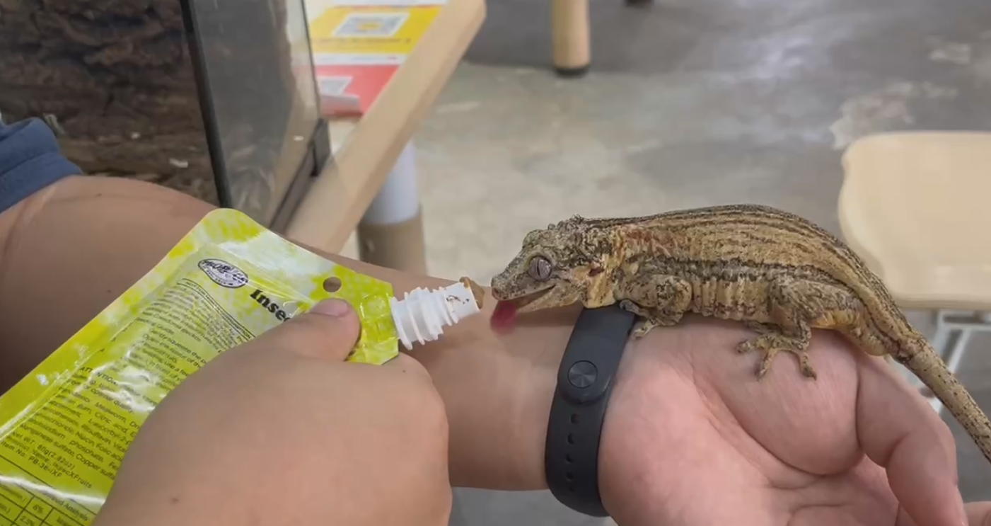 Complete Gut-Loaded Insect Puree for Your Reptiles | Probugs