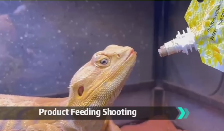 . The Easiest Way to Gut-Load & Hydrate Your Reptiles | Probugs Puree