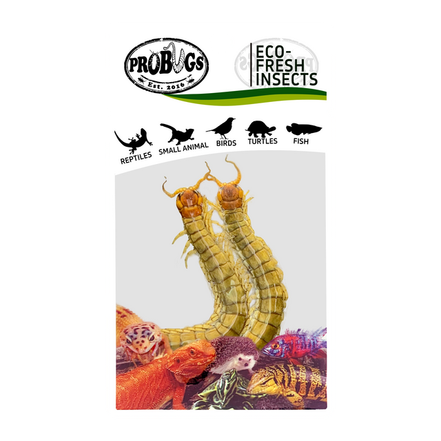 PROBUGS Eco-Fresh Centipedes