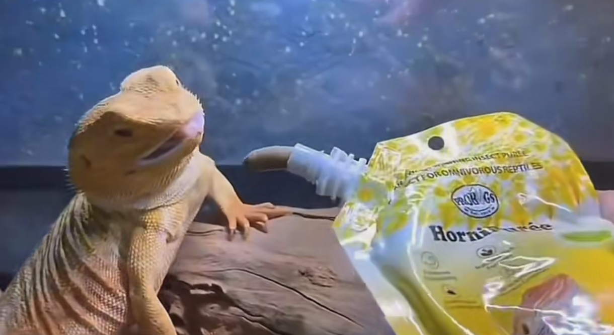 Yummy Probugs HorniPuree - Bearded Dragon love it!