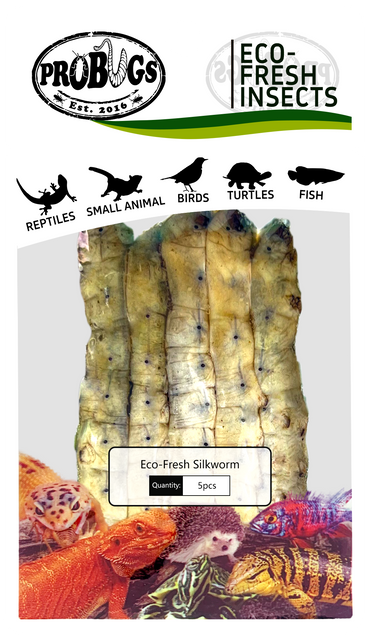 PROBUGS Preserved Silkworms
