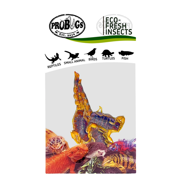 PROBUGS Eco-Fresh Scorpions